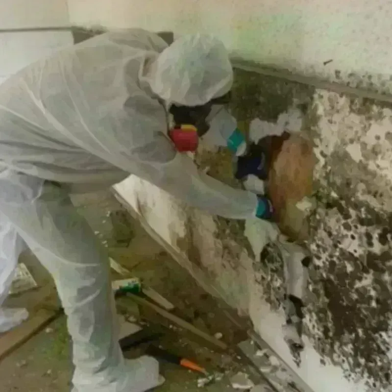 Mold Remediation and Removal in Chamblee, GA